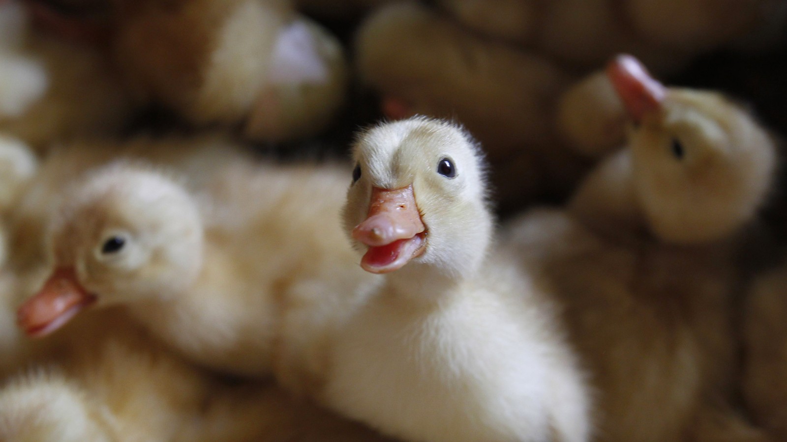 Adorable Ducklings Have Abstract Thoughts - The Atlantic