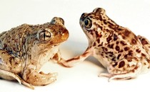 A male Mexican spadefoot toad and a female plains spadefoot toad