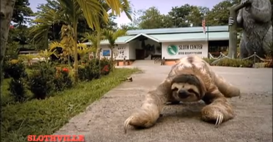 Fauna Baby Sloth Sanctuary The Atlantic