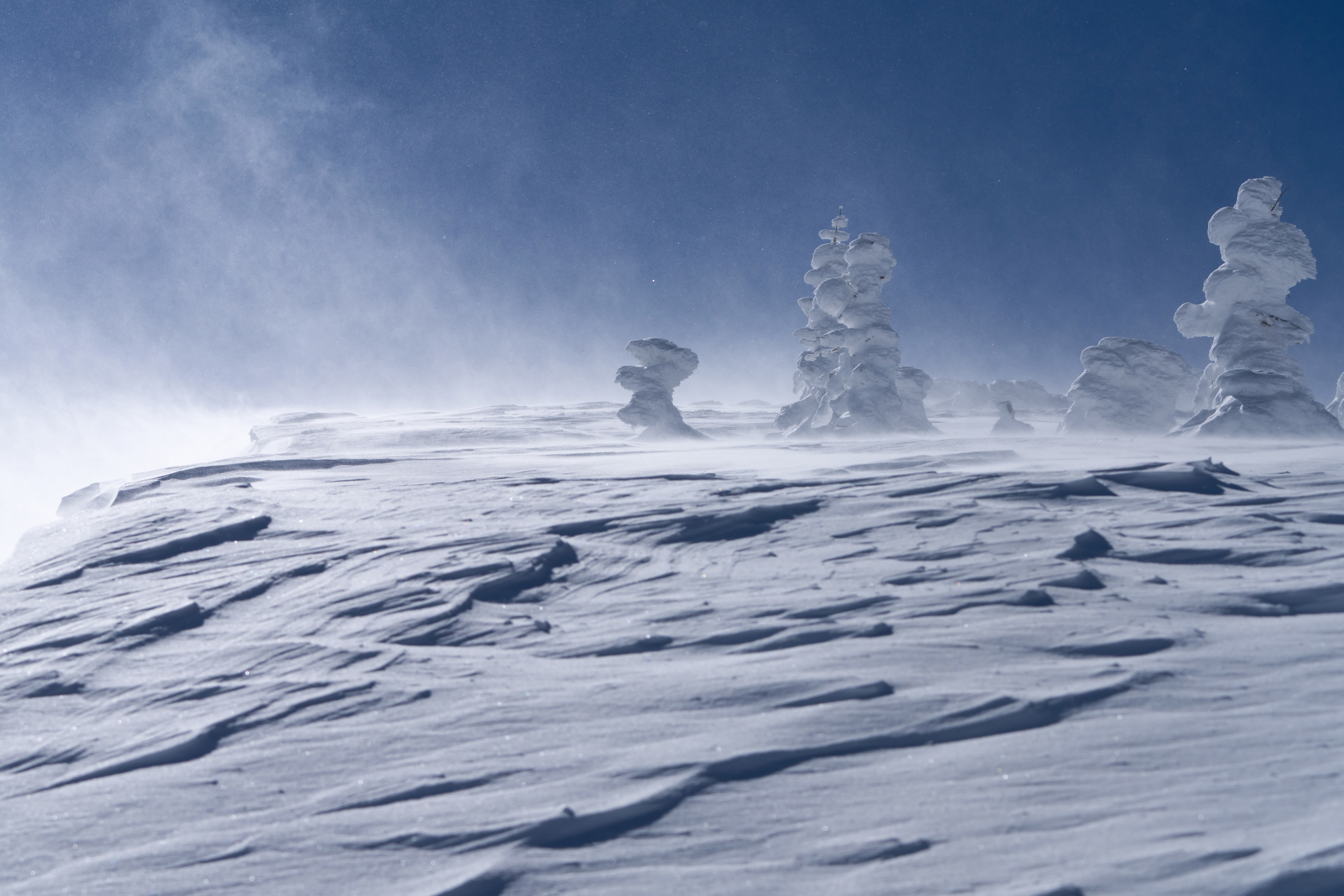 Frost-covered trees stand on a wind-blown snow-covered slope.