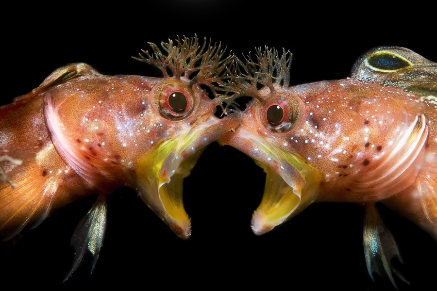 Two small fish face each other in a fight.