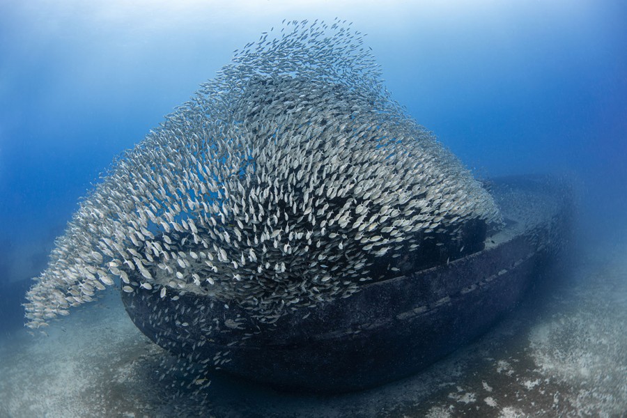 A close-knit school of fish swims above and around a shipwreck.