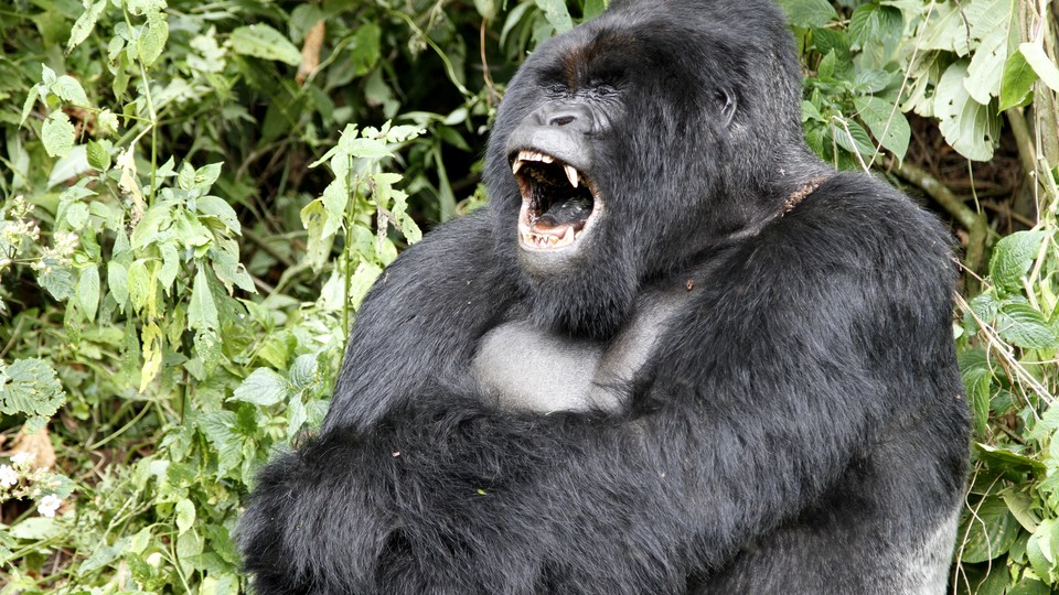 ape vs gorilla