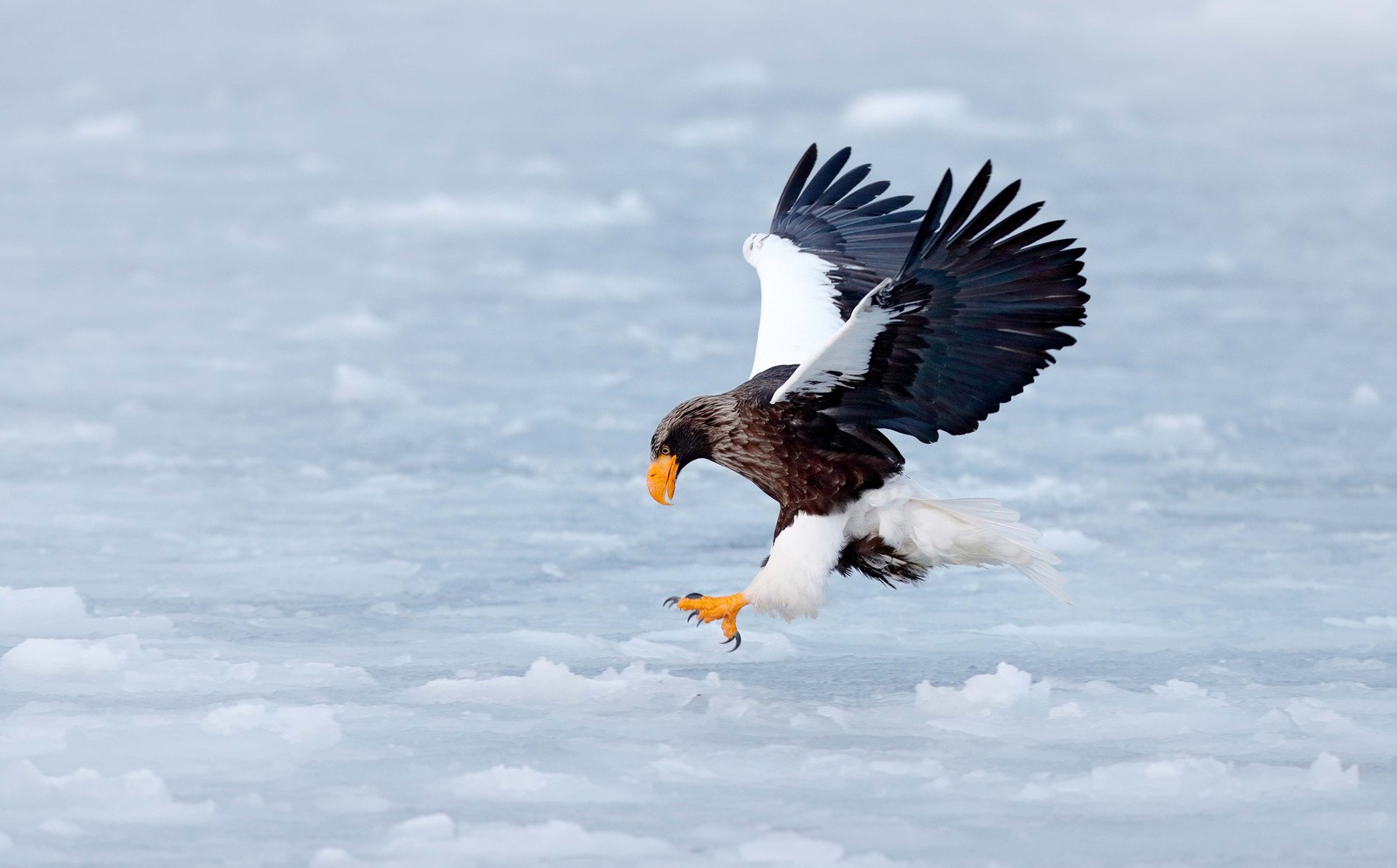 A large black-and-white eagle reaches out its talons over icy water.