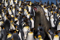 An elephant seal is surrounded by penguins.