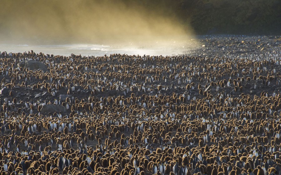 Photos World Penguin Day 2023 The Atlantic