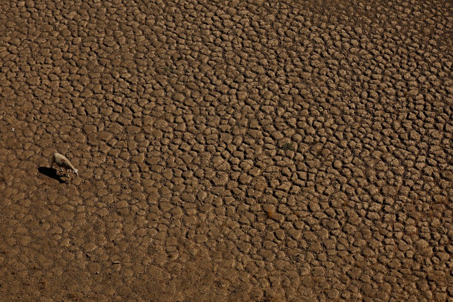 An aerial view of a dry, cracked patch of land with one sheep walking through