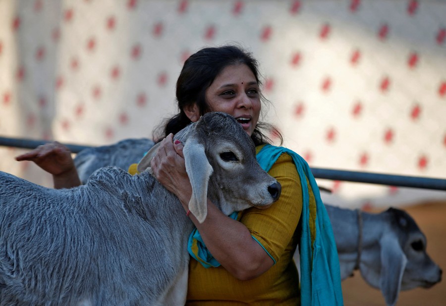 A woman hugs a calf.