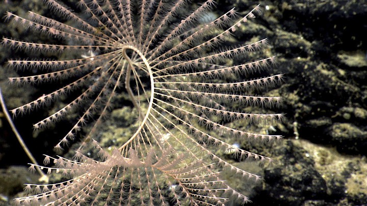 Corals in the Northeast Canyons and Seamounts Marine National Monument.