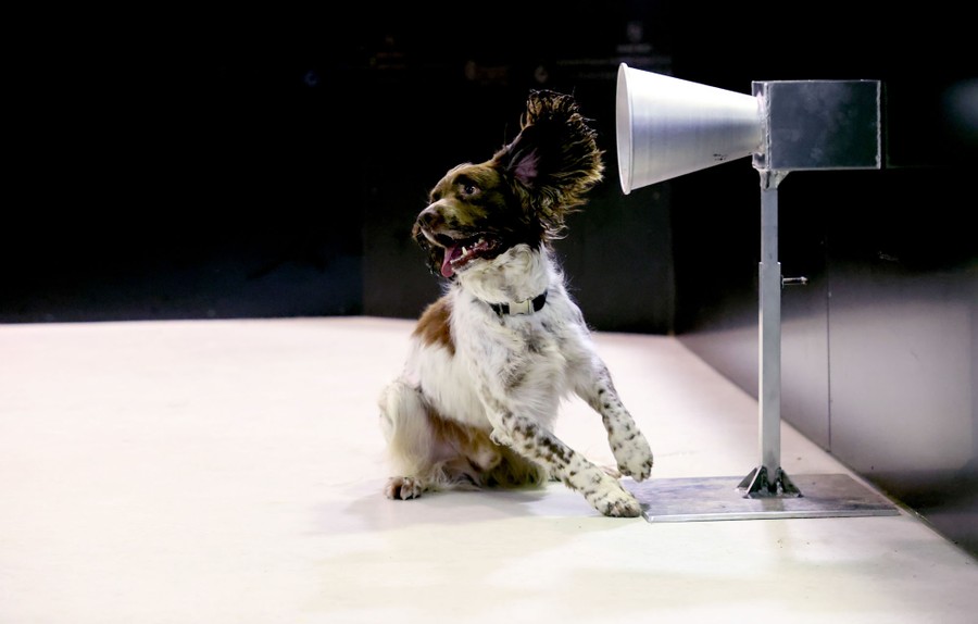 A dog turns to run from a sample it has sniffed