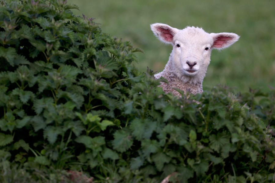 A lamb peeks over a bush at the camera.