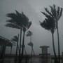 Hurricane Irma batters palm trees and a lifeguard hut in Hollywood, Florida