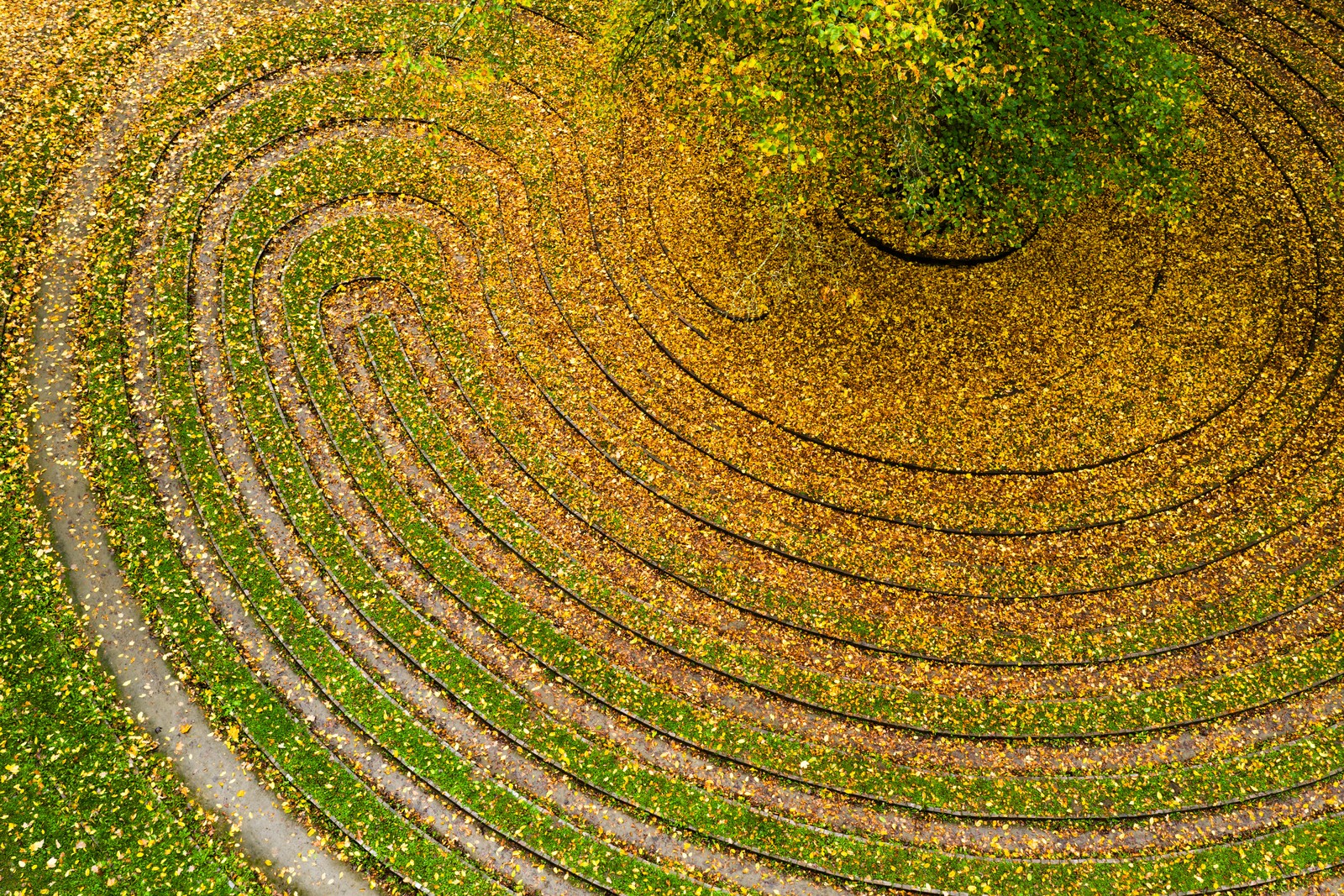 Autumn-colored leaves lie on a lawn labyrinth in a park.
