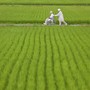 A couple strolls through rural Yamagata Prefecture, which is expected to lose more than one-third of women between the ages of 20 and 40 by 2040.