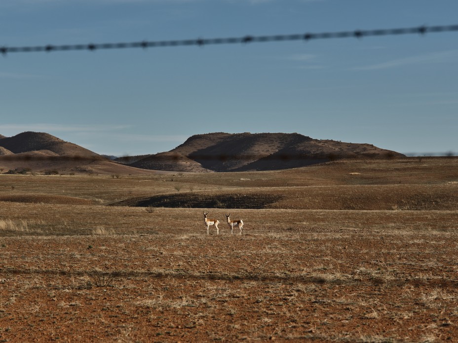 Pronghorn in the grasslands in Sonora, Mexico seen from the San Rafael Valley, Arizona.