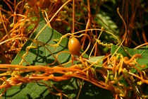Dodder vines