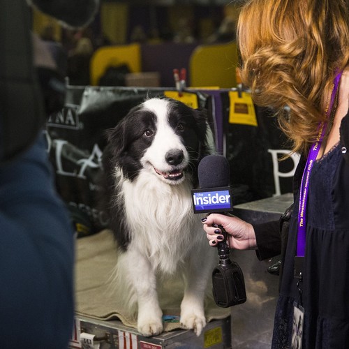 sound bites dogs on the microphone