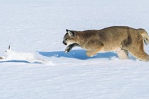 A cougar chasing a snowshoe rabbit through the snow