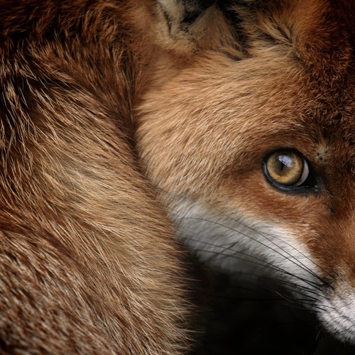 National Geographic Photo Contest 2013 The Atlantic