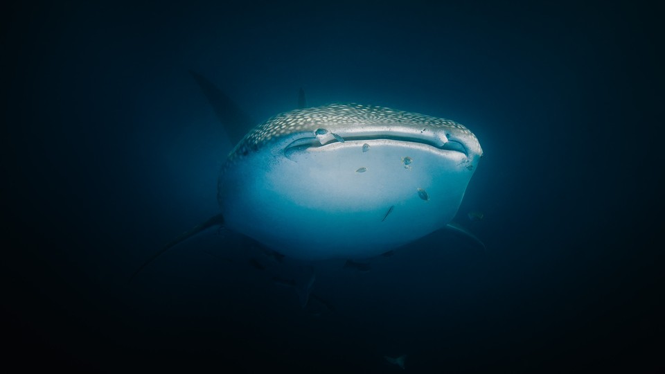 Close up of Whale Shark swimming up from the deep blue ocean.