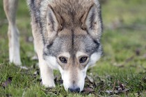 A wolfdog