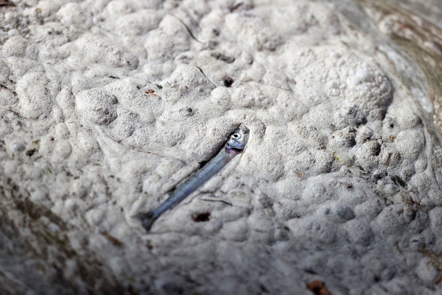 A small dead fish lies on top of a patch of mucilage.