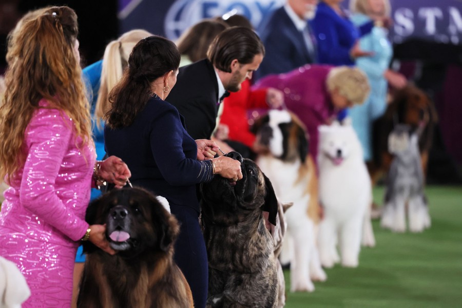 Около дюжины кинологов стоят в очереди со своими собаками во время соревнований.