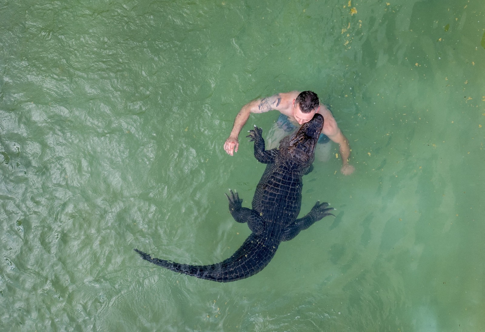 A person swims with an alligator in a pool.