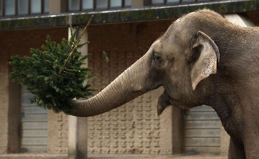 An elephant holds a Christmas tree in its trunk.