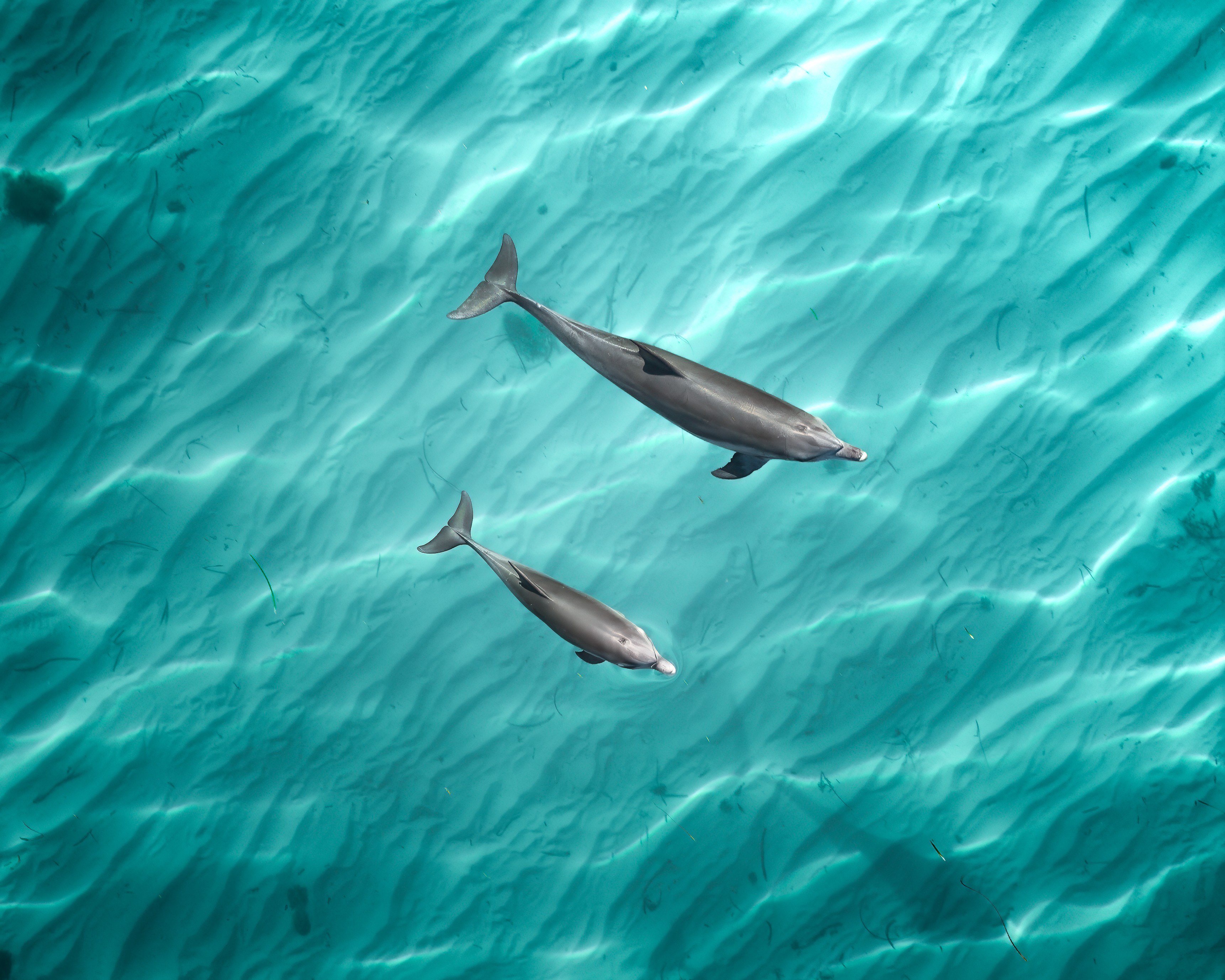 An aerial view of two dolphins swimming through very clear blue-green water