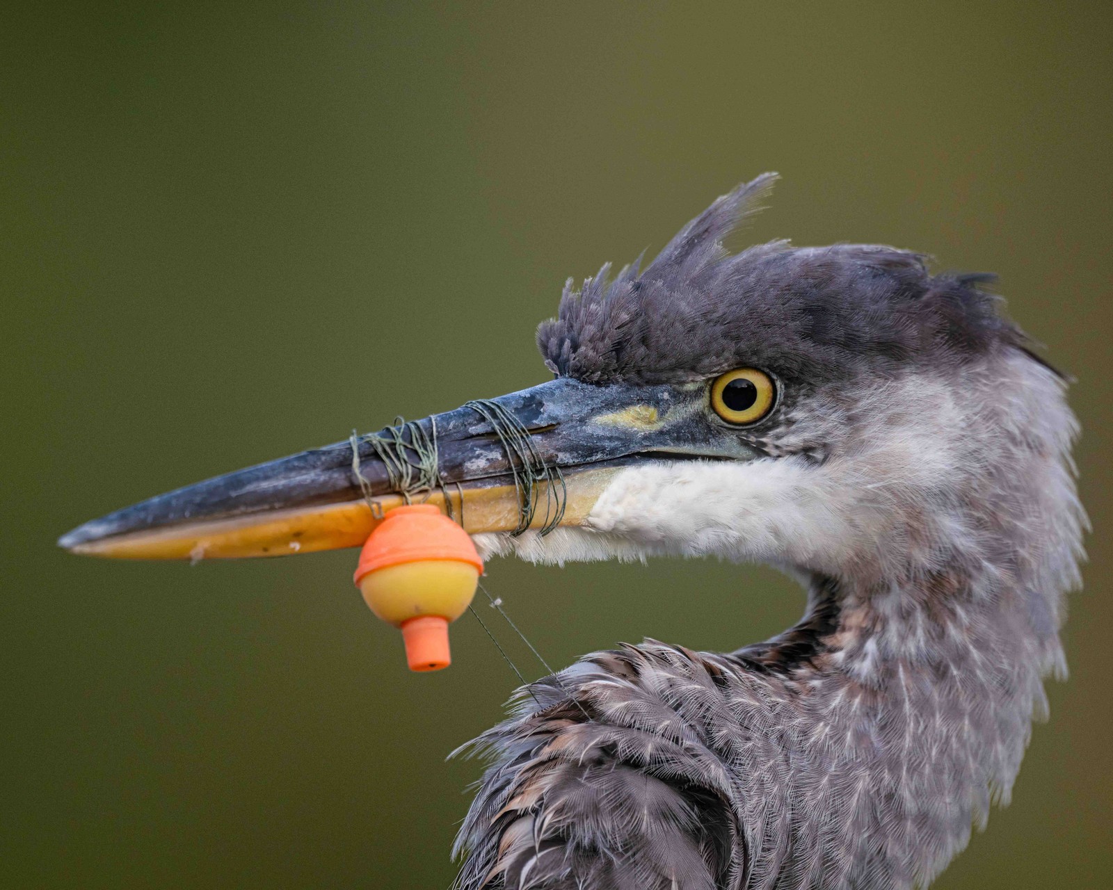 A close view of a heron with fishing line wrapped around its beak.
