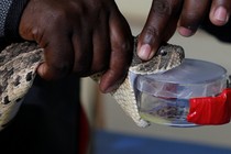 A puff adder is milked for venom in Kenya.