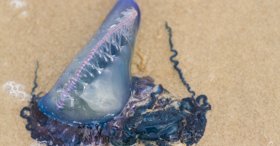 This Animal Is a Colony of Living Jet Engines The Atlantic