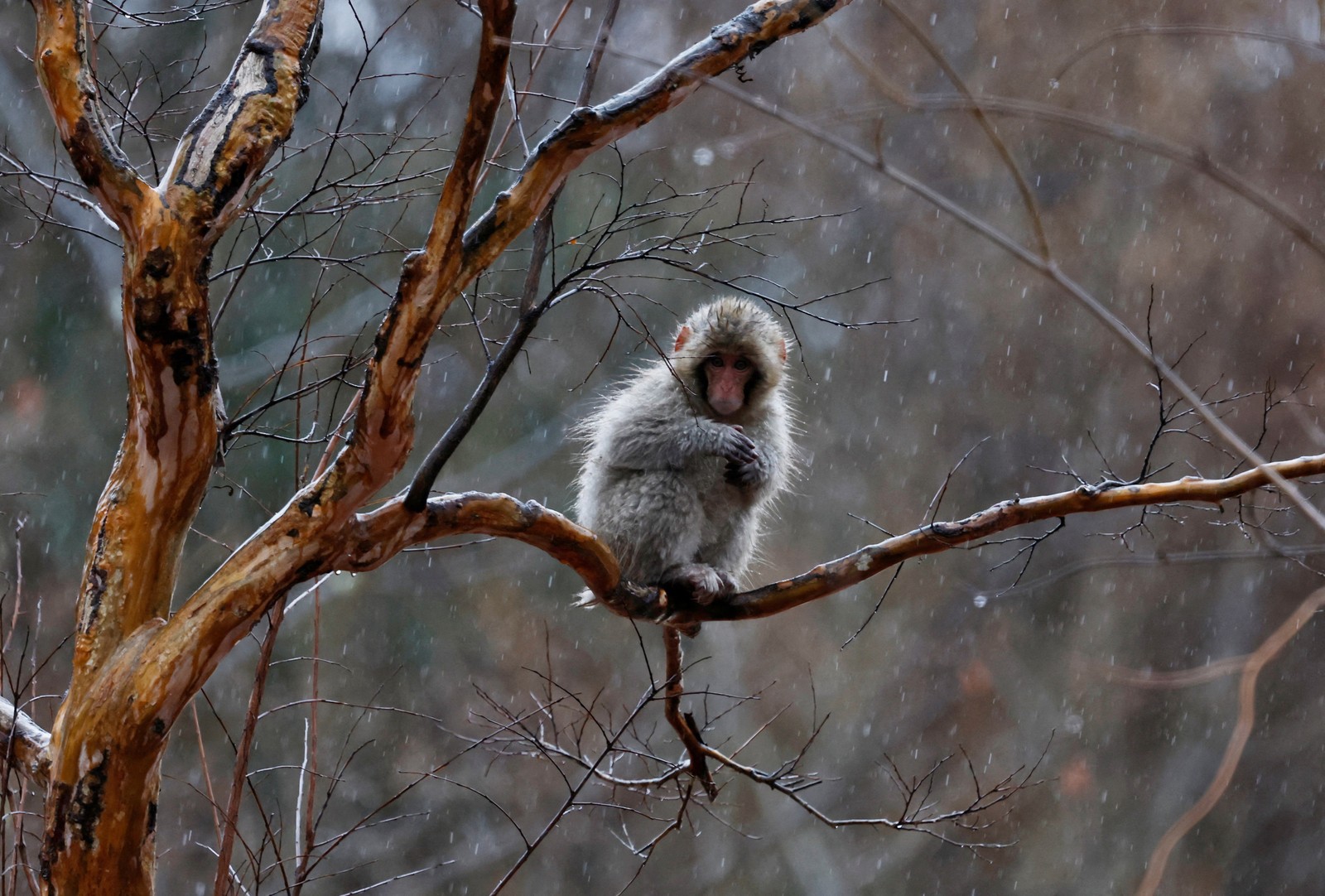 A wild Japanese macaque sits in a tree in the rain.