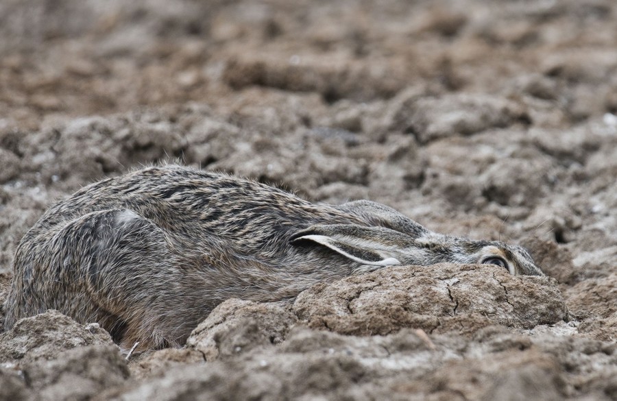 A hare lies flat in a field of dirt, blending into the background.