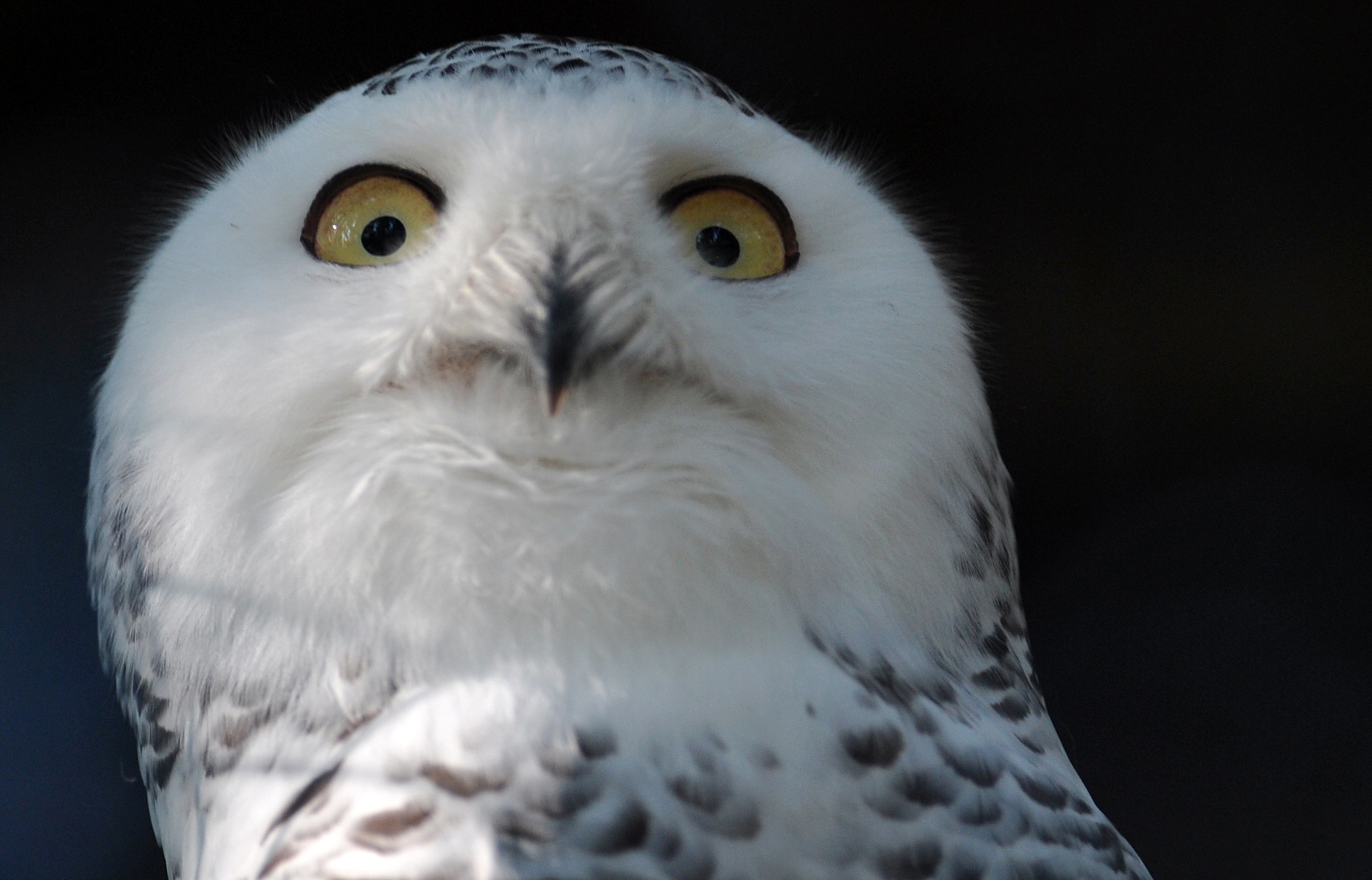 A close view of the face of a snowy owl, looking down toward the camera