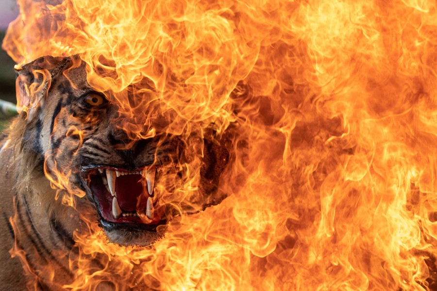 Flames engulf a stuffed tiger.