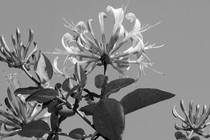 Flowers blooming in black and white