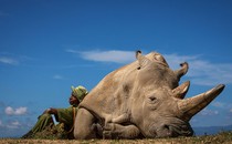 A person sits on the ground leaning against a large rhinoceros at rest.
