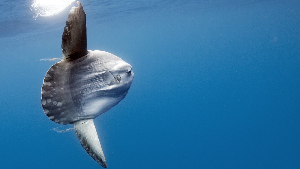 Giant Mola Keep Surprising Beachgoers - The Atlantic