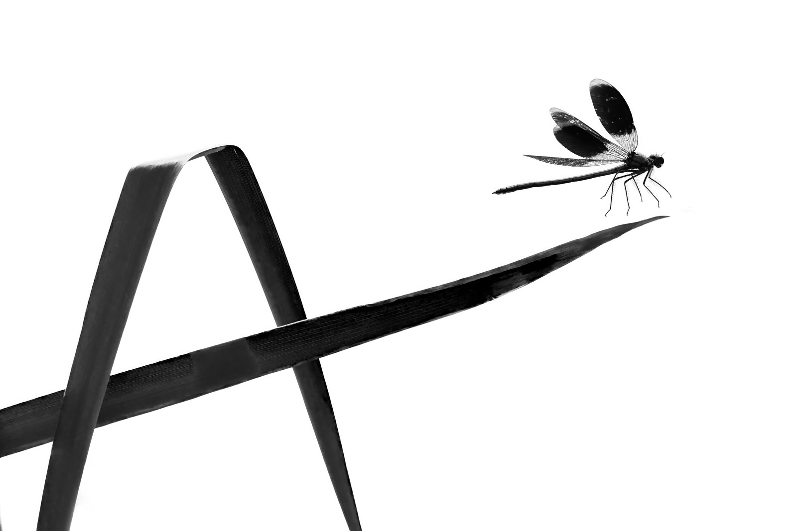 A damselfly takes off from a reed.