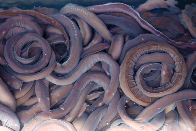 A group of hagfish