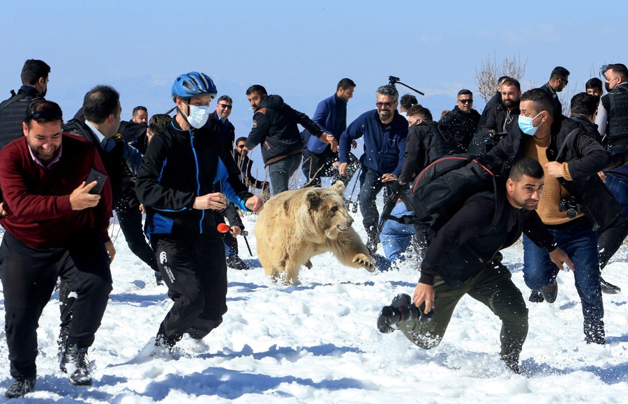 Dozens of people run from a bear on a patch of snow.