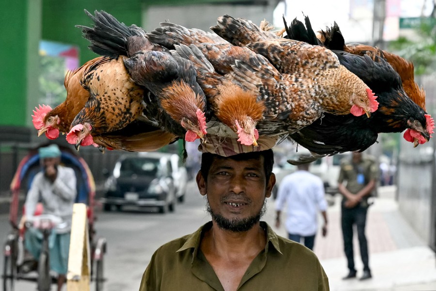 A person carries roosters on his head on a wide basket.