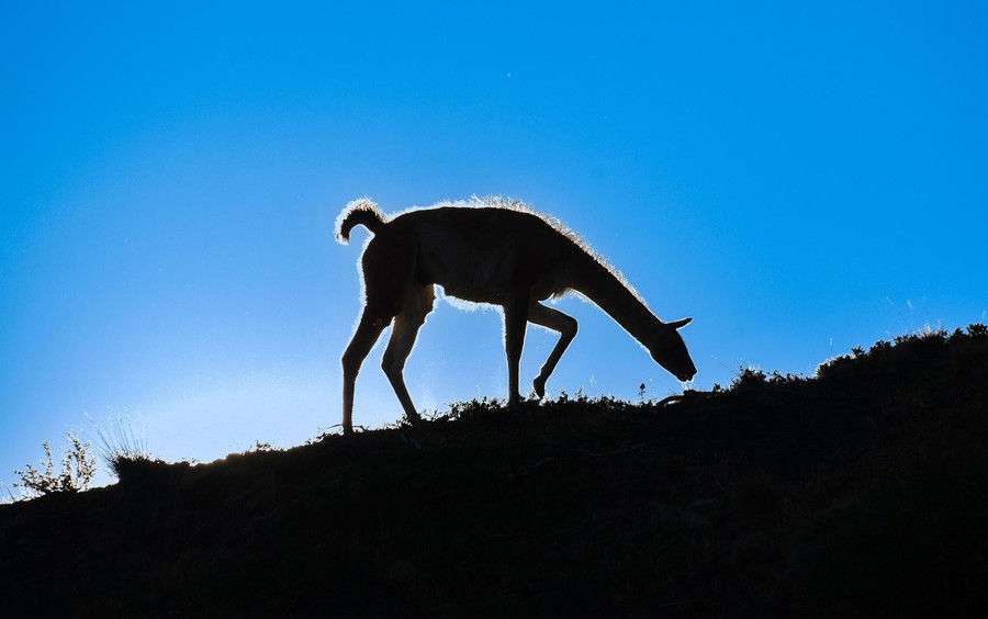 A guanaco seen silhouetted against the sky on a ridge