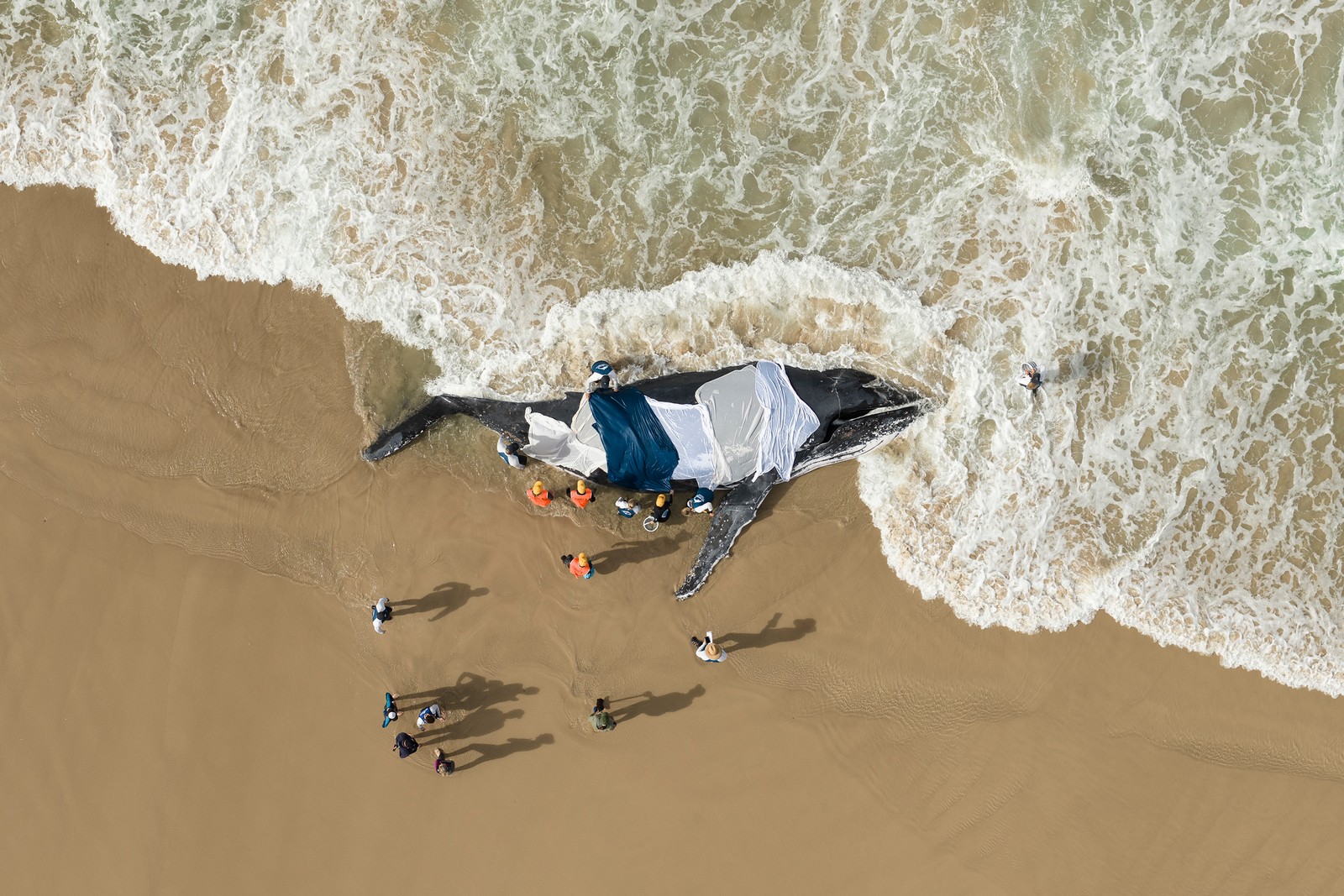 An aerial view of people attempting to rescue a stranded humpback whale