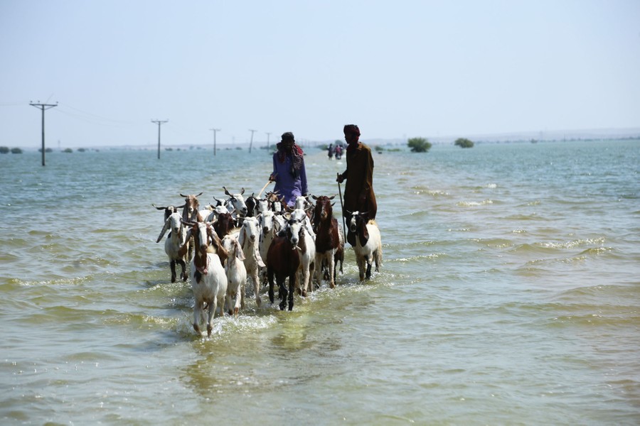 Two people usher a small herd of goats out of a flooded plain.