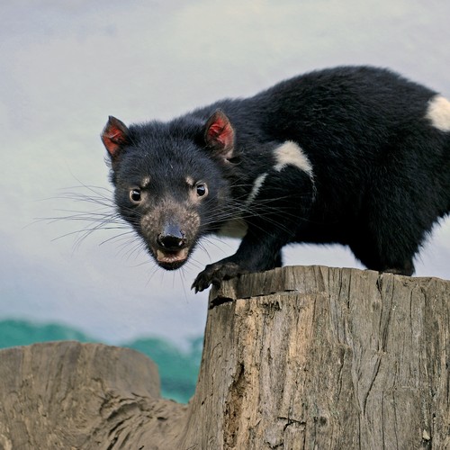 Can A New Improved Tasmanian Devil Escape Extinction The Atlantic
