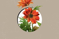 A flower peeking through a hole