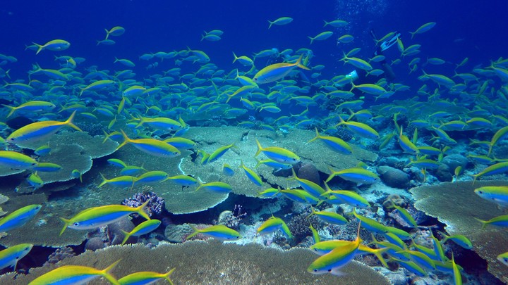 Yellow and blue fusiliers shoal over a reef in the Chagos Archipelago.
